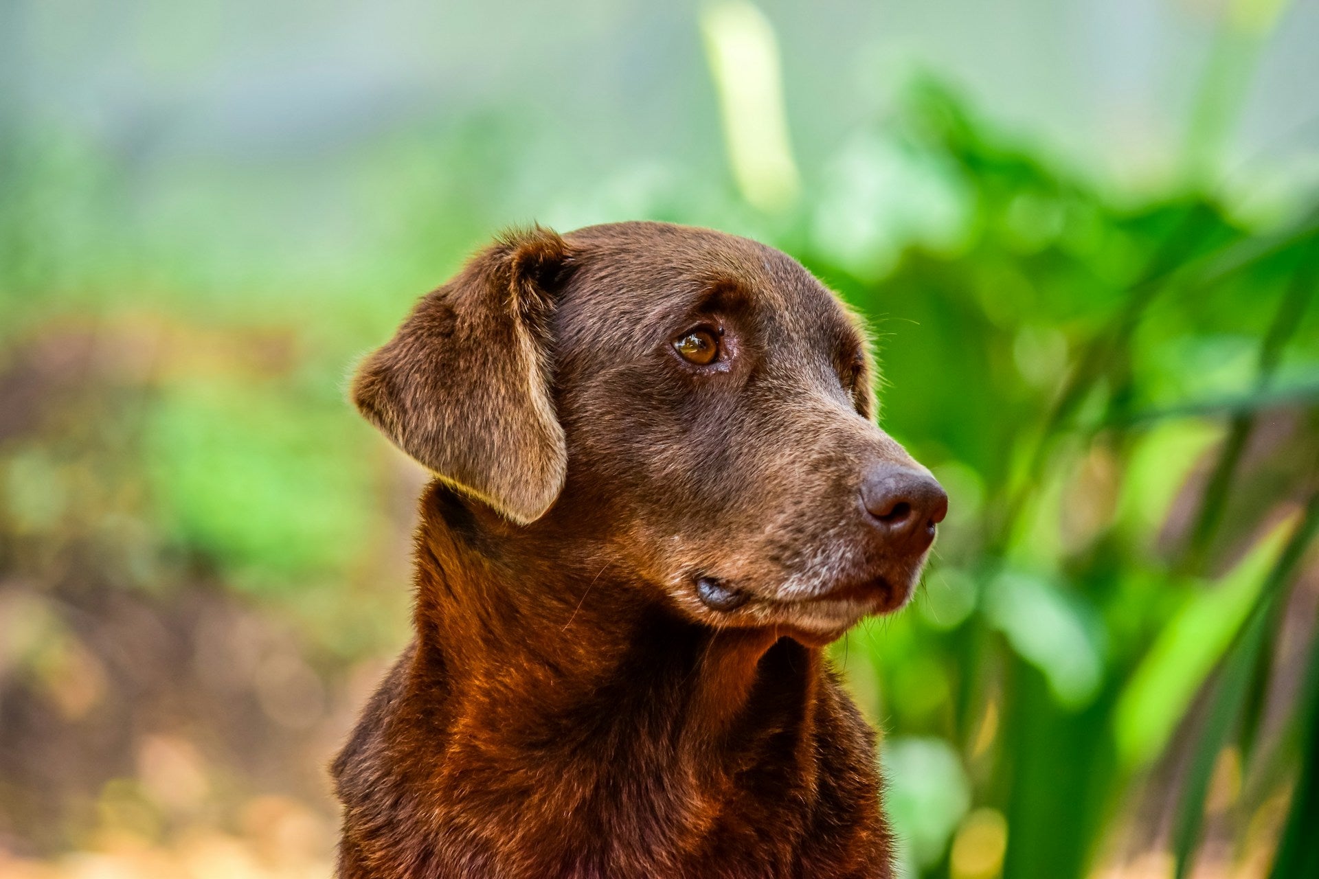 Heuschnupfen beim Hund: Symptome & Tipps zur Vorbeugung