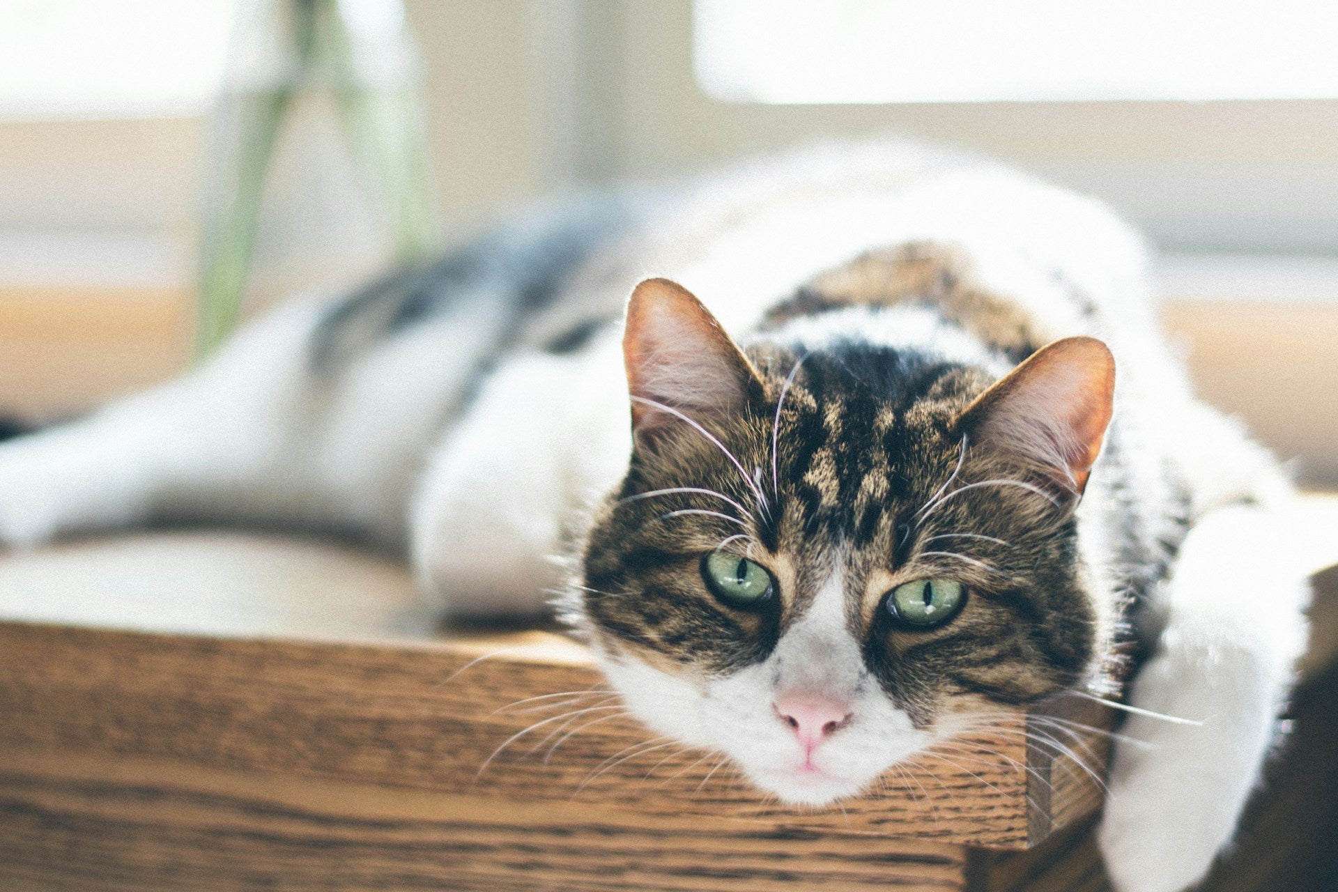 Glucosamin für Katzen: Was du wissen solltest, bevor du es kaufst
