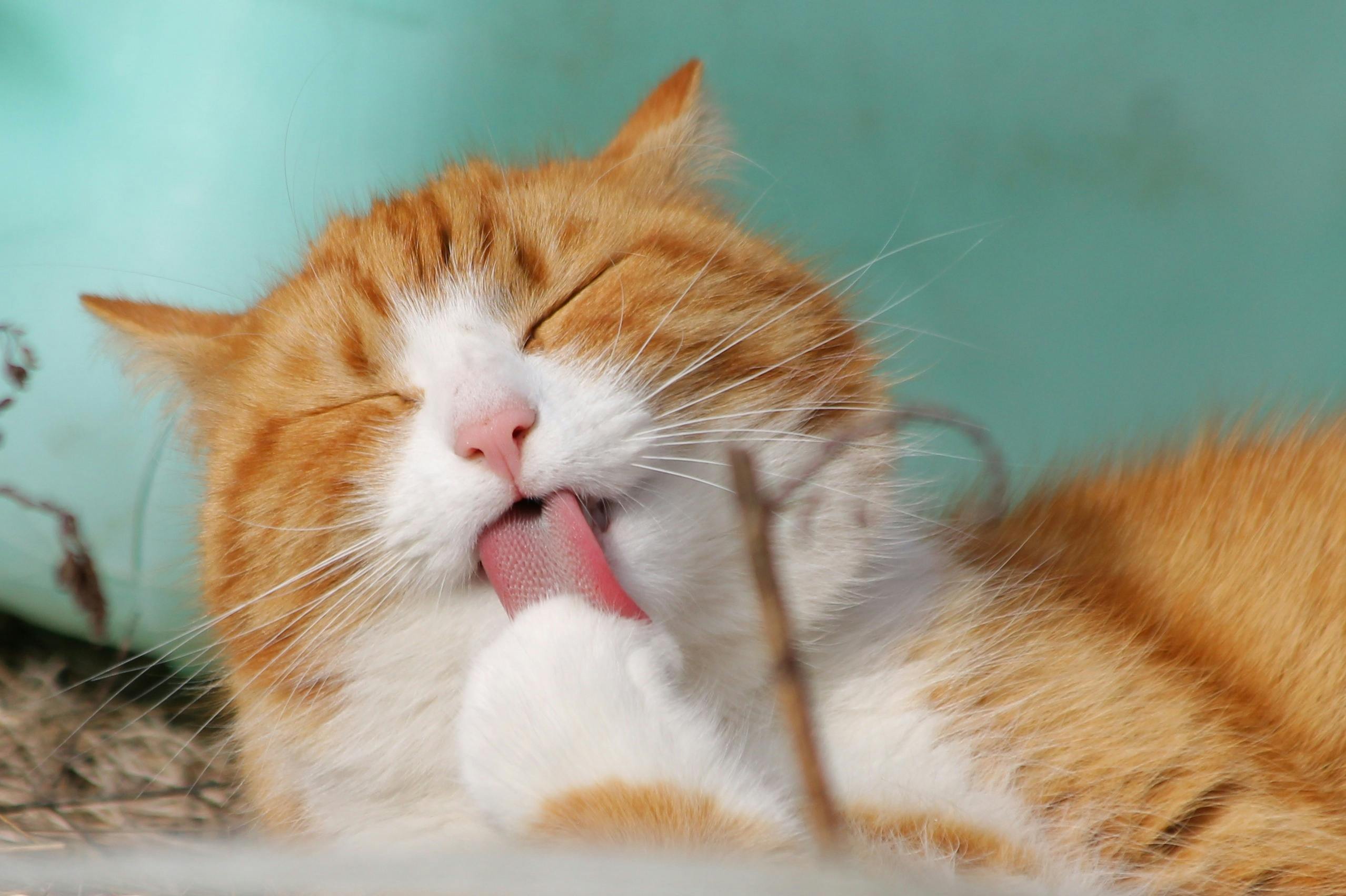 TraumaPet - 10 Fun Facts Katzen