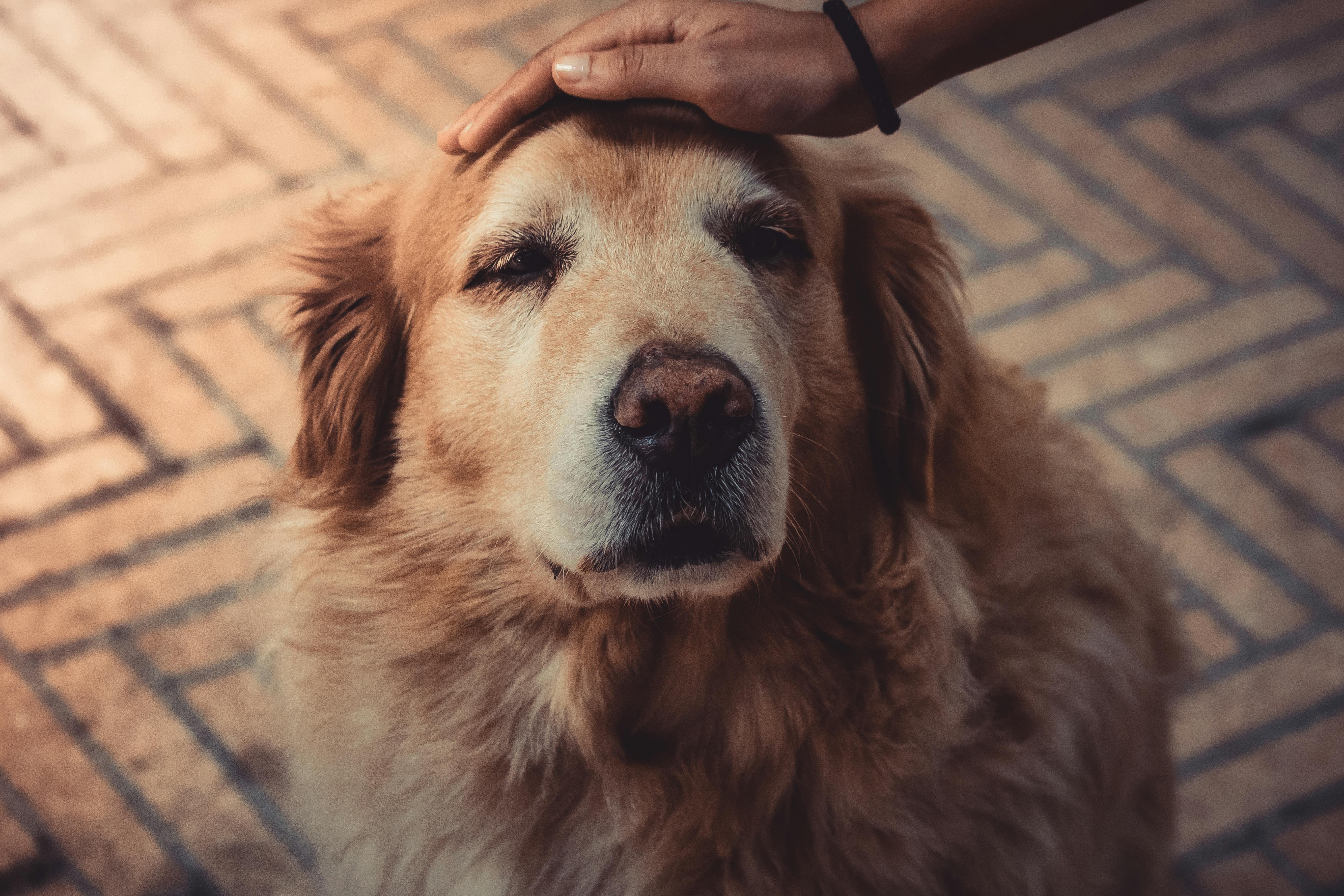 Grauer Star bei Hunden und Katzen